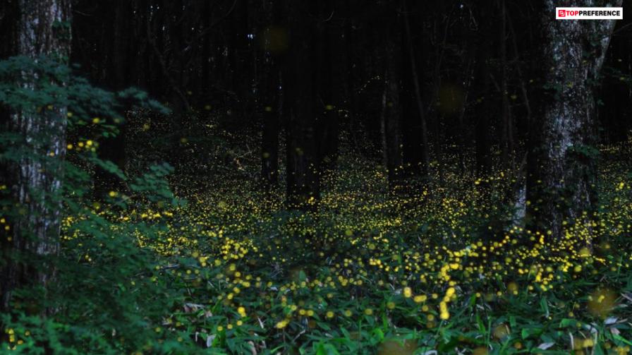 allegheny-national-forest-pennsylvania-for-catching-fireflies