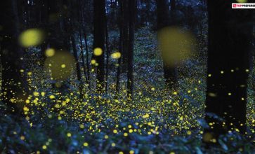 best-places-for-catching-fireflies