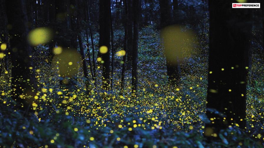 best-places-for-catching-fireflies