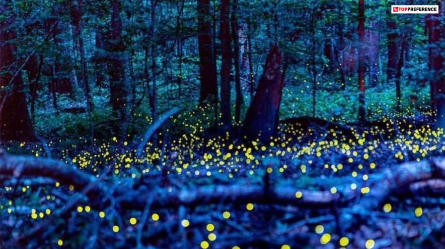 congaree-national-park-north-carolina-for-catching-fireflies