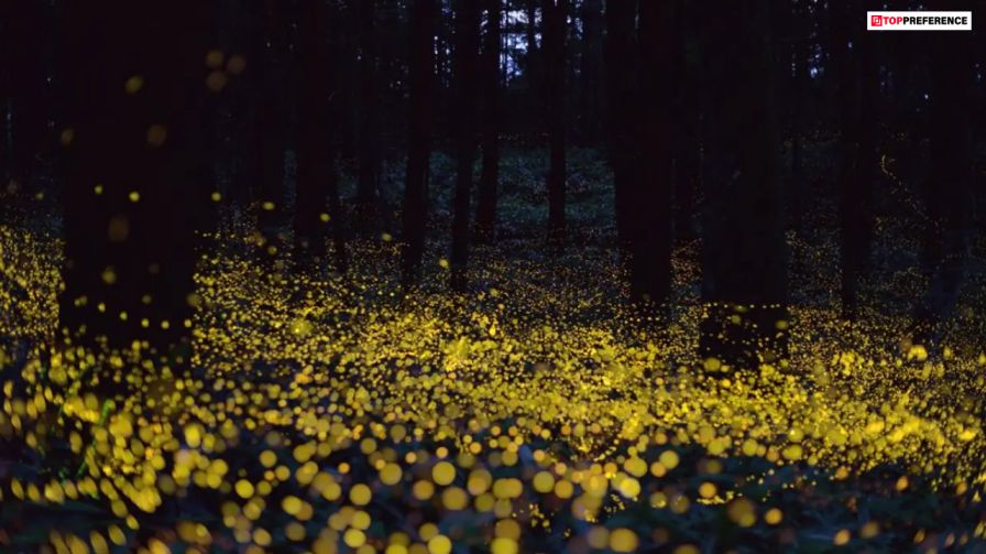 places-you-can-visit-for-best-catching-fireflies