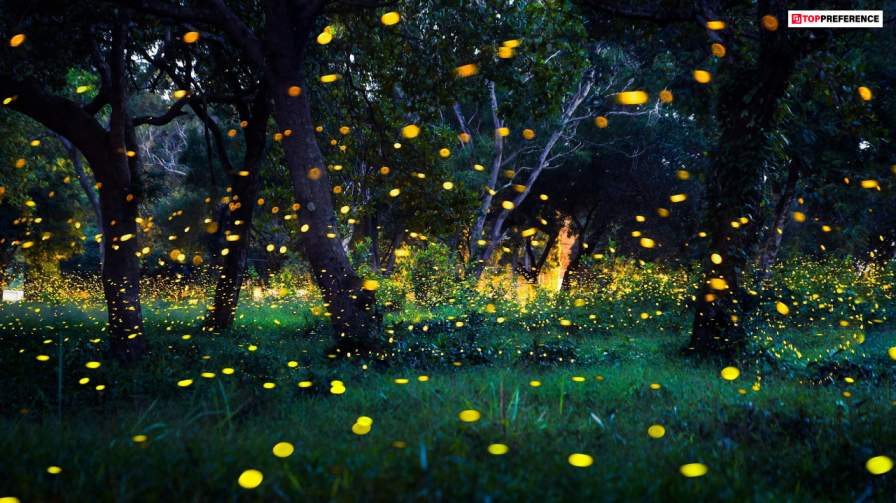 purushwadi-maharashtra-india-for-catching-fireflies