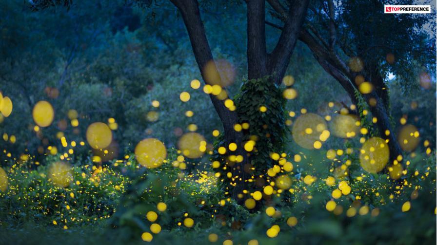 setagaya-japan-for-catching-fireflies