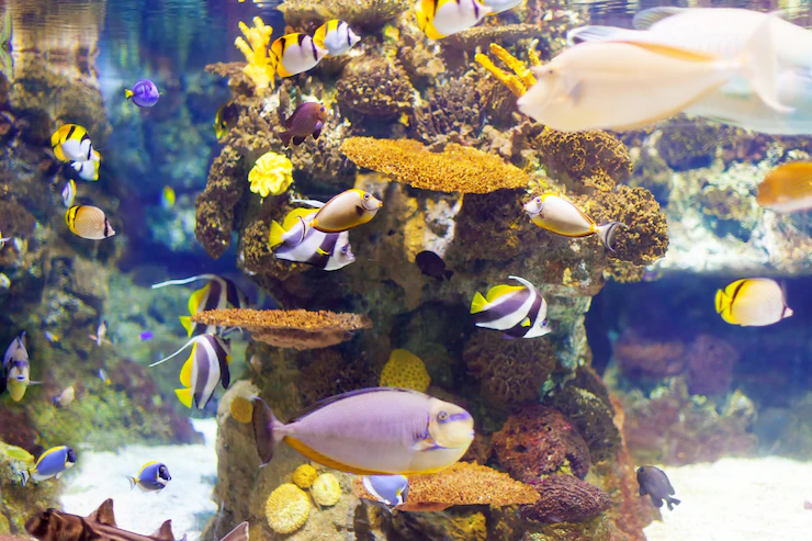 Create Ecosystem Aquarium