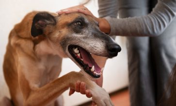 Understanding Alabama Dog Bite Statutes